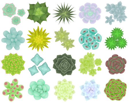Set of different types of succulents. The view from the top. Isolated plants on a white background. Vector illustration.のイラスト素材