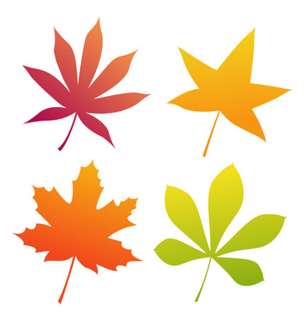 Set of autumn leaves of different colors. Isolated leaves on a white background. Vector illustration.のイラスト素材