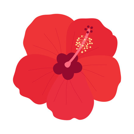 Red hibiscus flower. Isolated on white background. Vector illustration.のイラスト素材