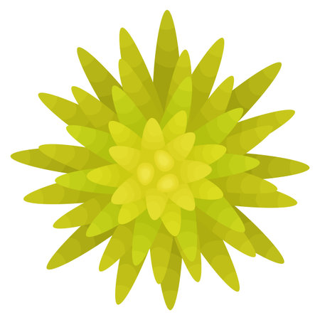 Coppertone sedum succulent. Top view. Isolated on white background. Vector illustration.のイラスト素材