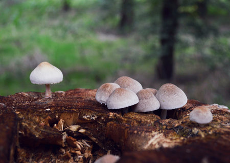 small mushrooms grow on a tree stump in the forestの写真素材