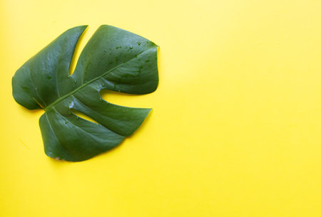 green leaf of a plant with water drops on a yellow background. background for site and article, advertisingの写真素材