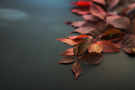 red autumn leaves on a dark background. Autumn background. autumn theme. black friday, promotions and discounts. price dropの写真素材