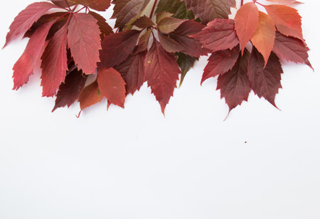 Red autumn leaves on a white and light pink background. background for autumn theme. Bright autumn leaves. Seasonal autumn composition, top view, copy space. Collection of Autumn Variety Fresh Leavesの写真素材
