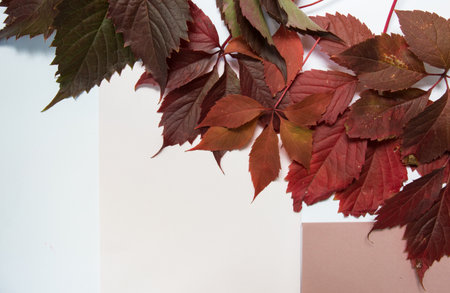 Red autumn leaves on a white and light pink background. background for autumn theme. Bright autumn leaves. Seasonal autumn composition, top view, copy space. Collection of Autumn Variety Fresh Leavesの写真素材