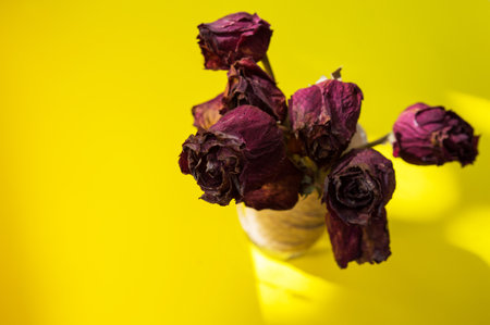 withered red roses on a bright yellow background. a bouquet of dried roses in a vaseの写真素材