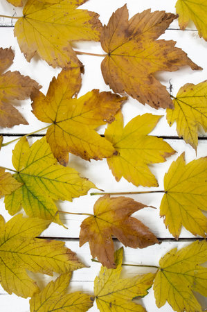 autumn cozy background and yellow autumn leaves on a white wooden table. Autumn background with place for text, for articles and blog.の写真素材