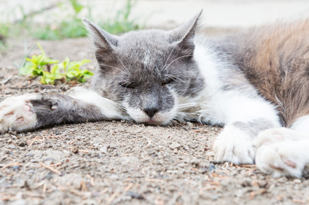gray-white cat lies on the ground. An article about pets for a veterinary clinic.の写真素材