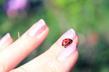 ladybirdの写真素材