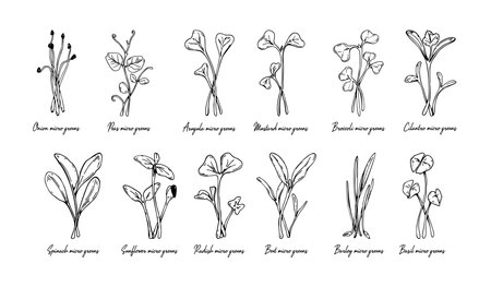 Set of hand drawn micro greens including sunflower, radish, beet, barley, cilantro, spinach, onion, peas, arugula, mustard, broccoli, basil. Vector illustration in sketch style isolated on white backgroundのイラスト素材