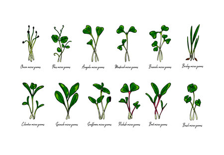 Set of hand drawn micro greens including sunflower, radish, beet, barley, cilantro, spinach, onion, peas, arugula, mustard, broccoli, basil. Vector illustration in colored sketch style isolated on white backgroundのイラスト素材