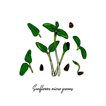 Hand drawn sunflower micro greens set. Vector illustration in colored sketch style isolated on white backgroundのイラスト素材