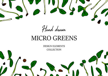 Hand drawn micro greens horizontal design. Healthy vegetarian and vegan food design. Vector illustration in colored sketch styleのイラスト素材