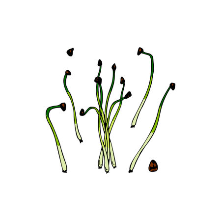 Hand drawn onion micro greens set. Vector illustration in colored sketch style isolated on white backgroundのイラスト素材