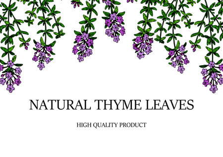 Hand drawn horizontal thyme border. Vector illustration isolated on white. Botanical herbal plant in vintage colored sketch style. Thymus vulgaris.のイラスト素材