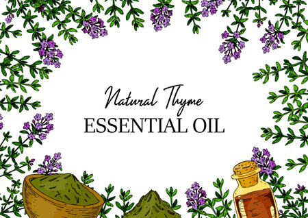 Horizontal hand drawn thyme frame with the bowl with dried herbs and essential oil bottle isolated on white background. Vector illustration in colored sketch style.のイラスト素材