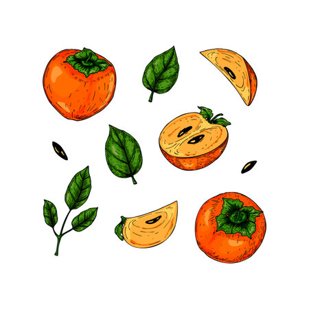 Set of hand drawn persimmon fruit and leaves isolated on white background. Vector illustration in colored sketch styleのイラスト素材