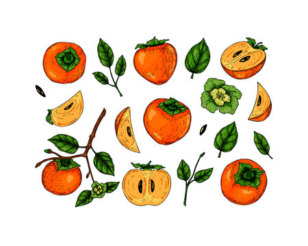 Set of hand drawn persimmon fruit, branches and leaves isolated on white background. Vector illustration in colored sketch styleのイラスト素材