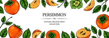 Hand drawn colorful persimmon horizontal design. Vector illustration in colored sketch style.のイラスト素材