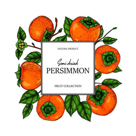 Hand drawn colorful persimmon design. Vector illustration in colored sketch style.のイラスト素材