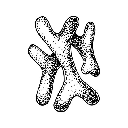 Hand drawn probiotic bifidobacterium bacteria. Good microorganism for human health and digestion regulation. Vector illustration in sketch styleのイラスト素材