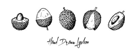 Set of hand drawn lychee fruits isolated on white background. Vector illustration in detail sketch styleのイラスト素材