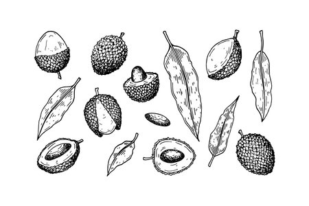 Set of hand drawn lychee fruits and leaves isolated on white background. Vector illustration in detail sketch styleのイラスト素材
