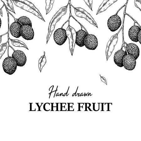 Hand drawn lychee design for packaging, banners, advertising, newsletters. Vector illustration in sketch styleのイラスト素材