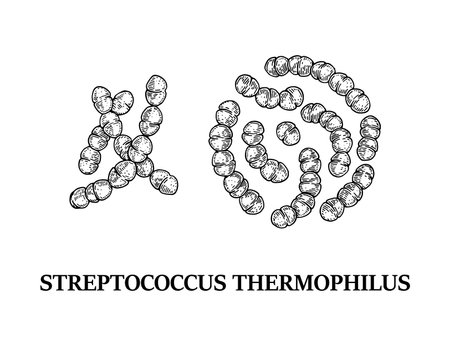 Hand drawn probiotic streptococcus thermophiles bacteria. Good microorganism for human health and digestion regulation. Vector illustration in sketch styleのイラスト素材