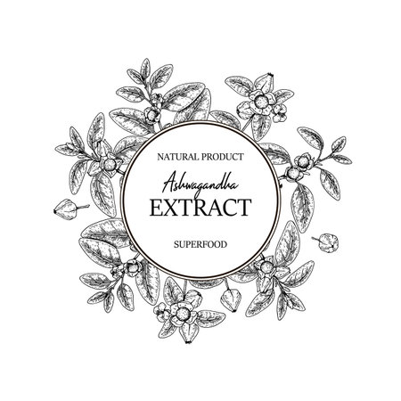 Hand drawn Ashwagandha design with branches and berries isolated on white background. Vector illustration in sketch style.のイラスト素材