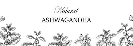 Hand drawn horizontal Ashwagandha design with branches and berries isolated on white background. Vector illustration in sketch style.のイラスト素材