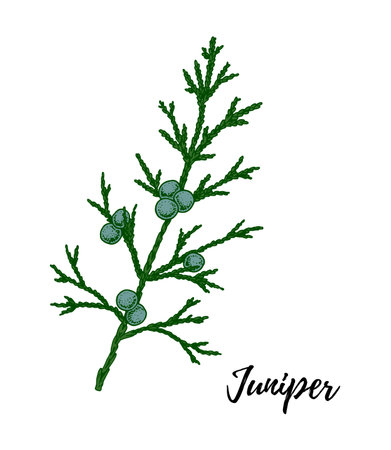 Hand drawn green juniper branch with berries isolated on white background. Vector illustration in sketch styleのイラスト素材