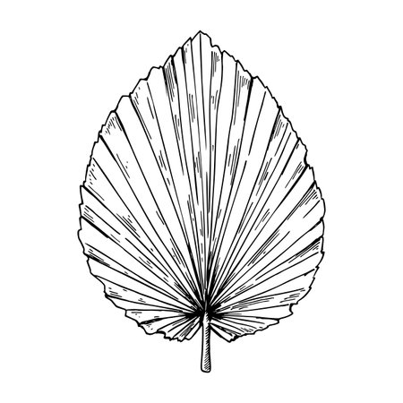 Hand drawn dry palm tree leaf isolated on white. Vector illustration in sketch style.のイラスト素材