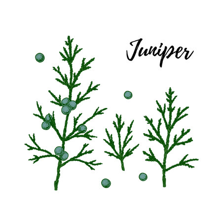 Set of hand drawn green juniper branch with berries isolated on white background. Vector illustration in sketch styleのイラスト素材