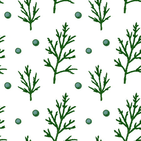 Hand drawn seamless pattern with green juniper branches with berries isolated on white background. Vector illustration in sketch styleのイラスト素材