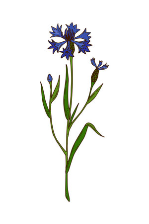 Hand drawn vector illustration of a poppy isolated on white. Meadow plant drawing in a colored sketch styleのイラスト素材