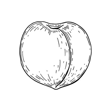 Hand drawn peach isolated on white background. Vector illustration in sketch style. Design element for package, label, poster, print, menuのイラスト素材