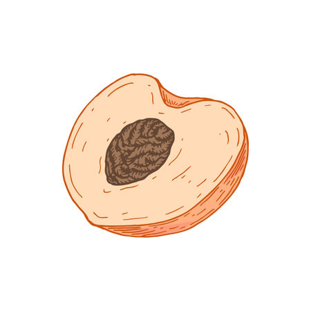 Hand drawn half of peach isolated on white background. Vector illustration in sketch style. Design element for package, label, poster, print, menuのイラスト素材