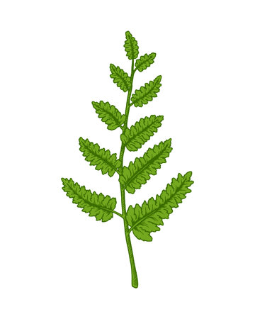 Hand drawn fern branch isolated on white background. Vector illustration in sketch styleのイラスト素材