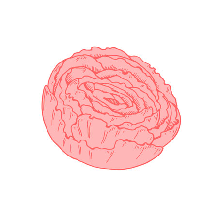 Hand drawn pink peony flower isolated on white background. Vector illustration in sketch styleのイラスト素材