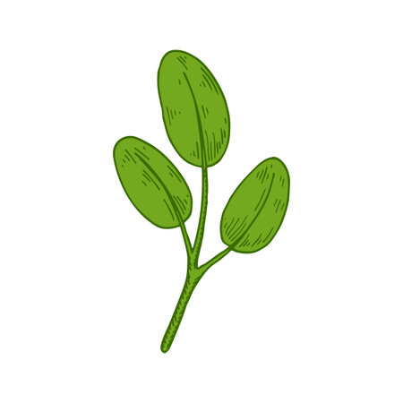 Hand drawn branch with leaves isolated on white background. Vector illustration in sketch styleのイラスト素材
