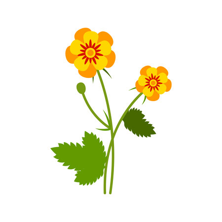 Vector illustration of a buttercup isolated on white in a flat style. Summer field flower.のイラスト素材