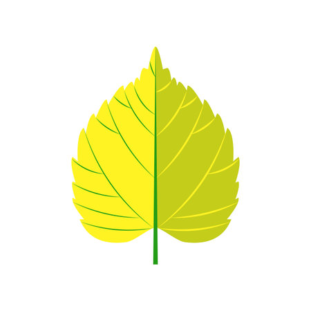 Poplar autumn leaf isolated on white background. Vector illustration