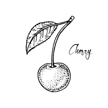 Hand drawn cherry berry with leaf isolated on white background. Vector illustration in sketch styleのイラスト素材