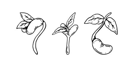 Set of hand drawn bean sprouts. Vector illustration in sketch style isolated on white backgroundのイラスト素材