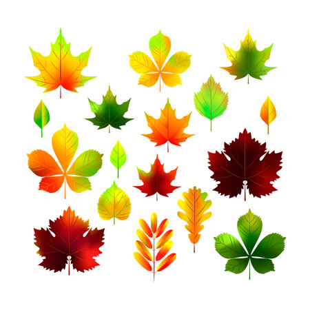 Realistic autumn leaves set. Vector illustrationのイラスト素材