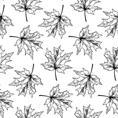 Botanical seamless pattern with maple on white background. Autumn design. Hand drawn sketch vector illustration. Vintage line arのイラスト素材