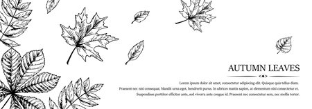 Hand drawn autumn horizontal banner with falling leaves. Vector illustration in sketch style isolated on white. Space for textのイラスト素材