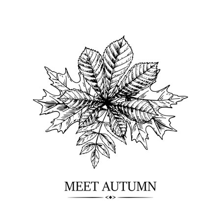 Hand drawn autumn design with chestnut, maple and rowanberry leaves isolated on white background. Vector illustrationのイラスト素材