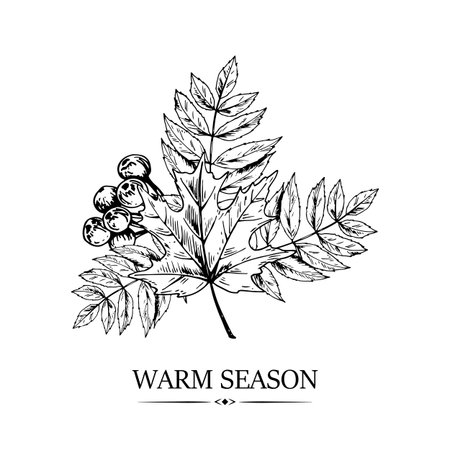 Hand drawn autumn design with maple leaf and rowanberries isolated on white background. Vector illustrationのイラスト素材